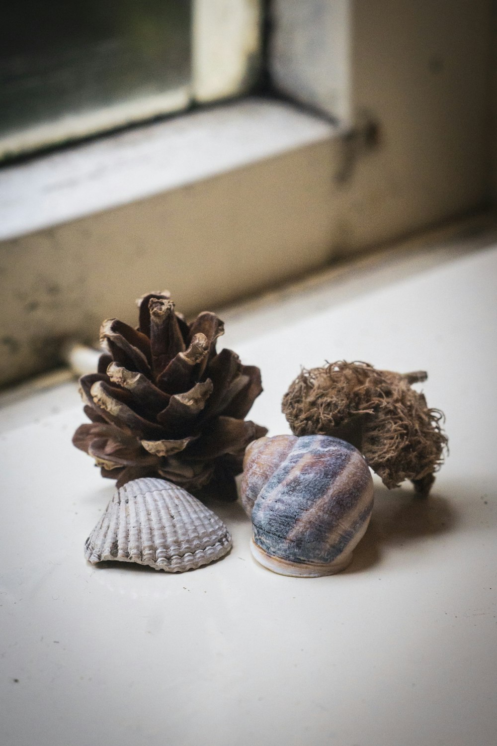 four shells beside window