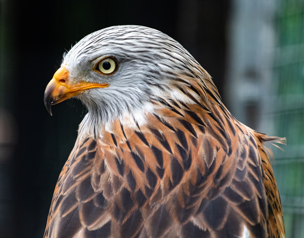 bald eagle