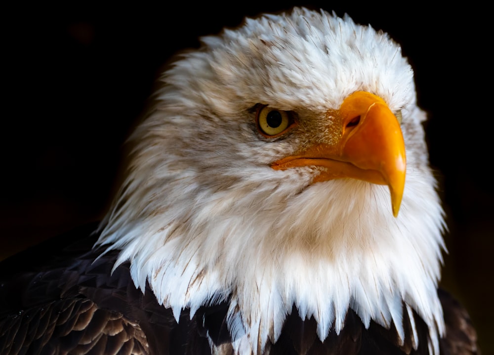 bald eagle