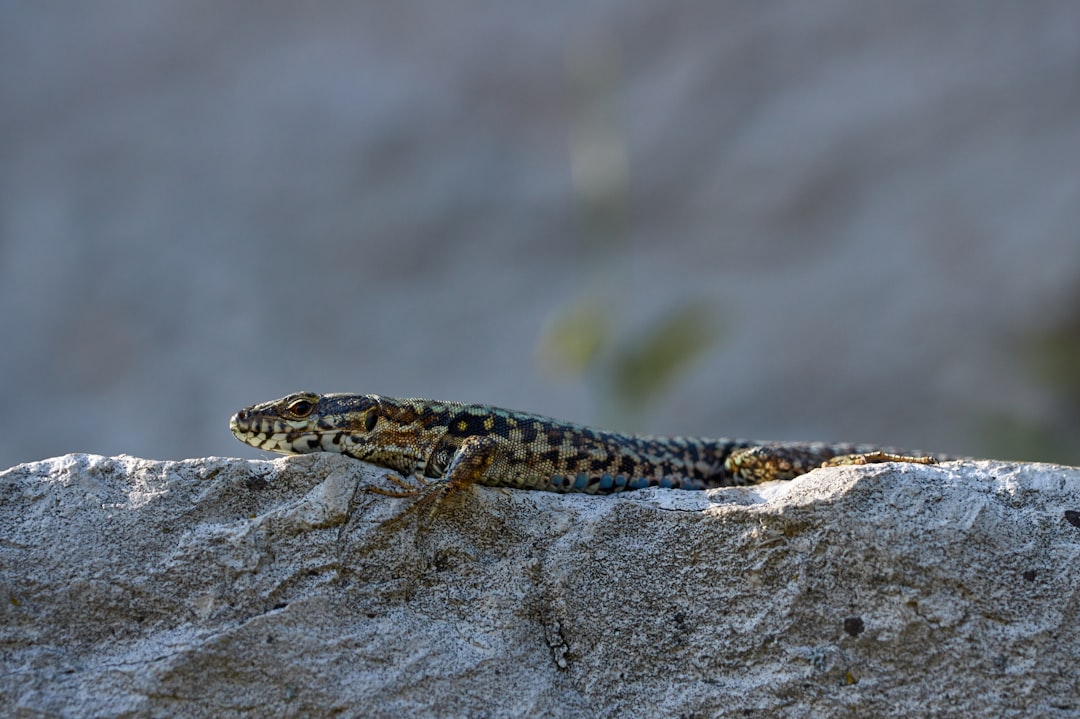 brown lizard on rock