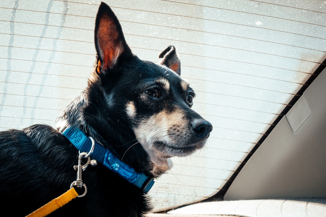 short-coated black dog with blue collar