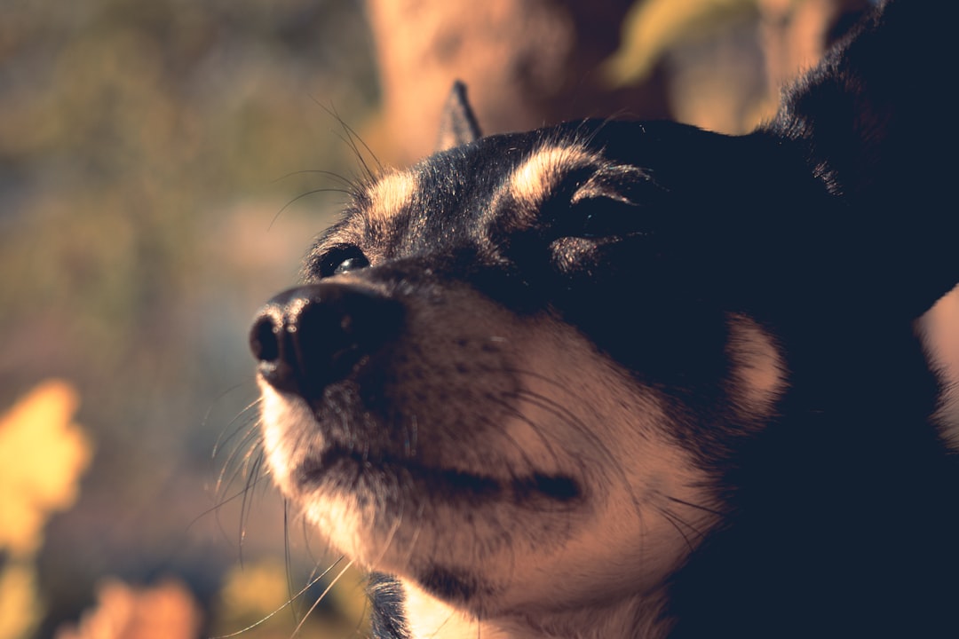 short-coated black and white dog