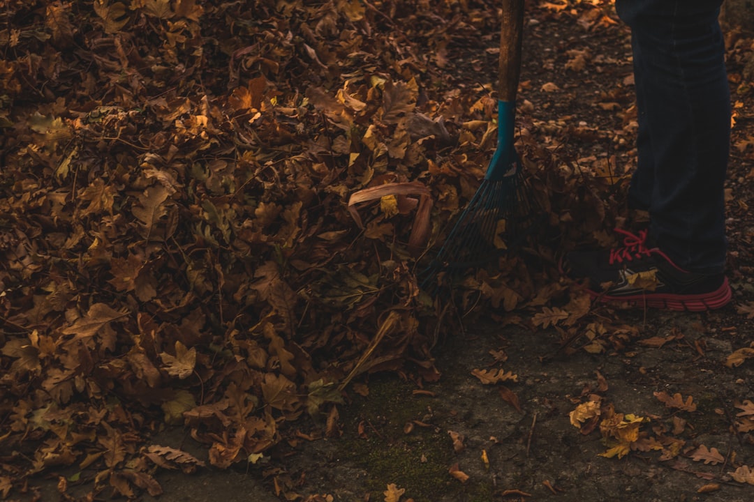 brown withered leaves on the ground