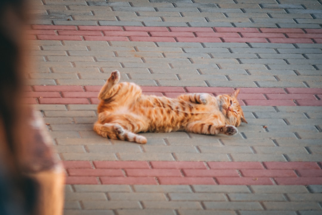 orange and black cat lying on brick pavement
