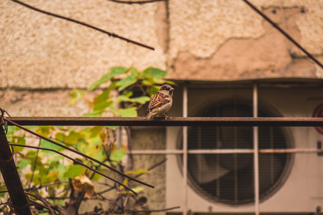 brown sparrow perching on a metal bar