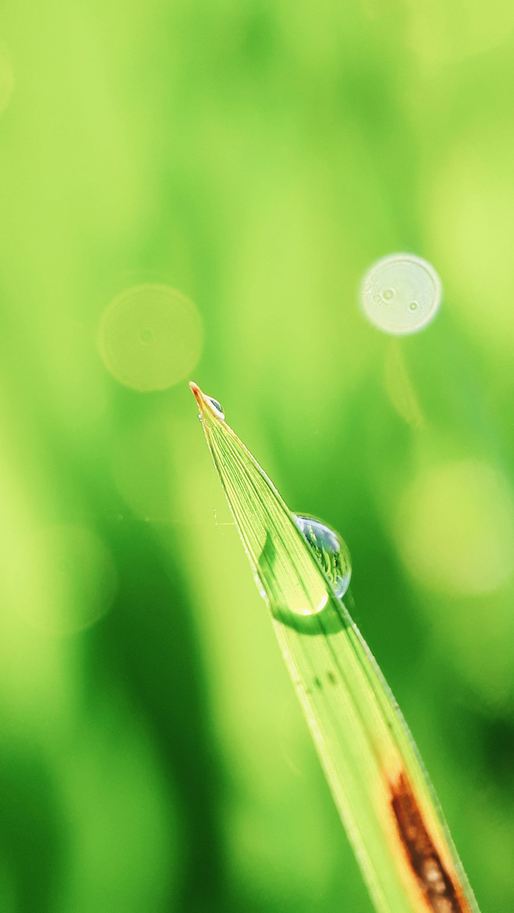 selective focus photography of dew drop on green leaf