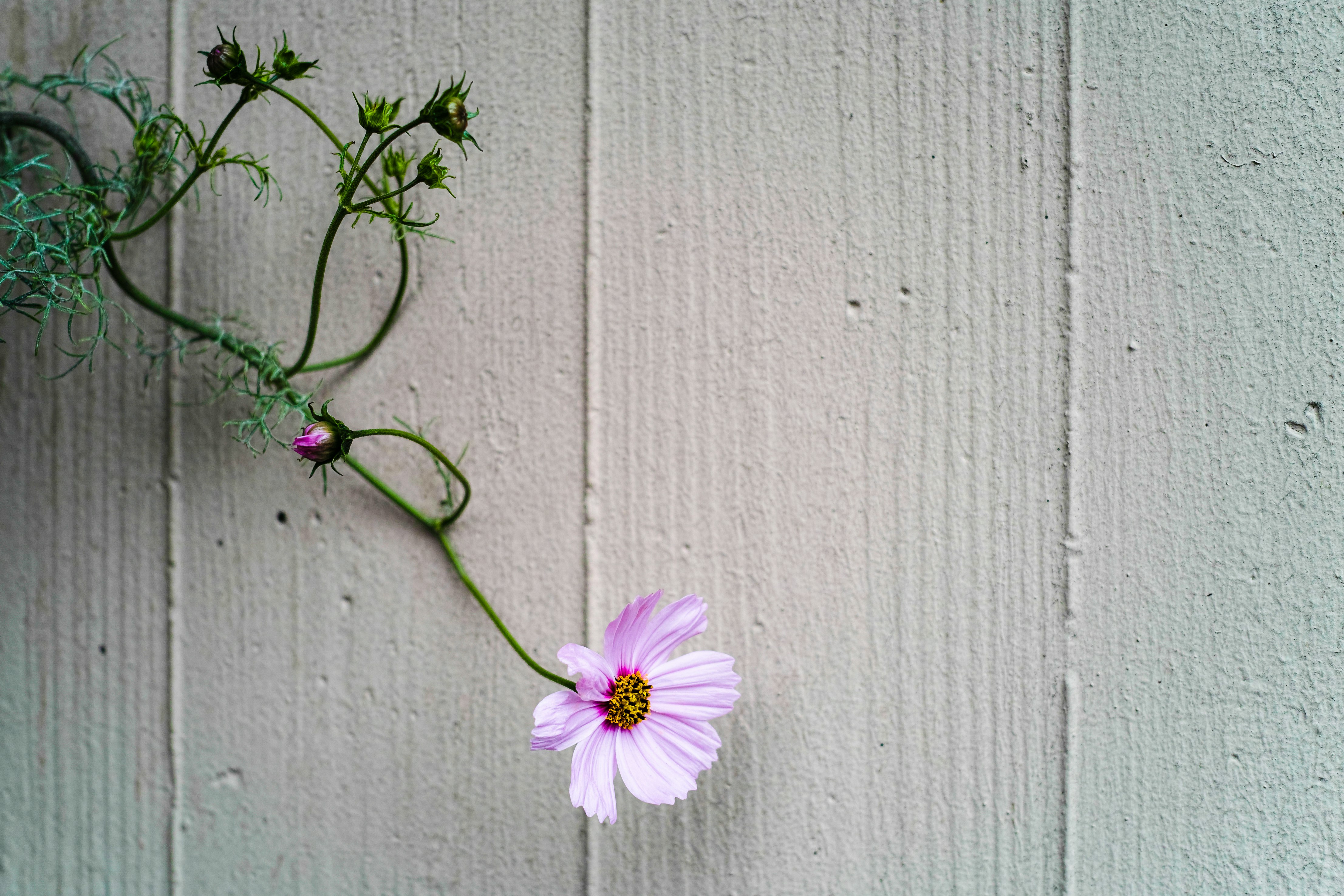 minimalist photography of purple-petaled flower