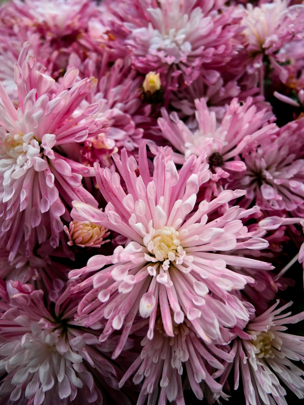 pink petaled flowers