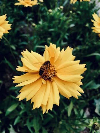 Close-up of a bee on a flower in a green meadow.