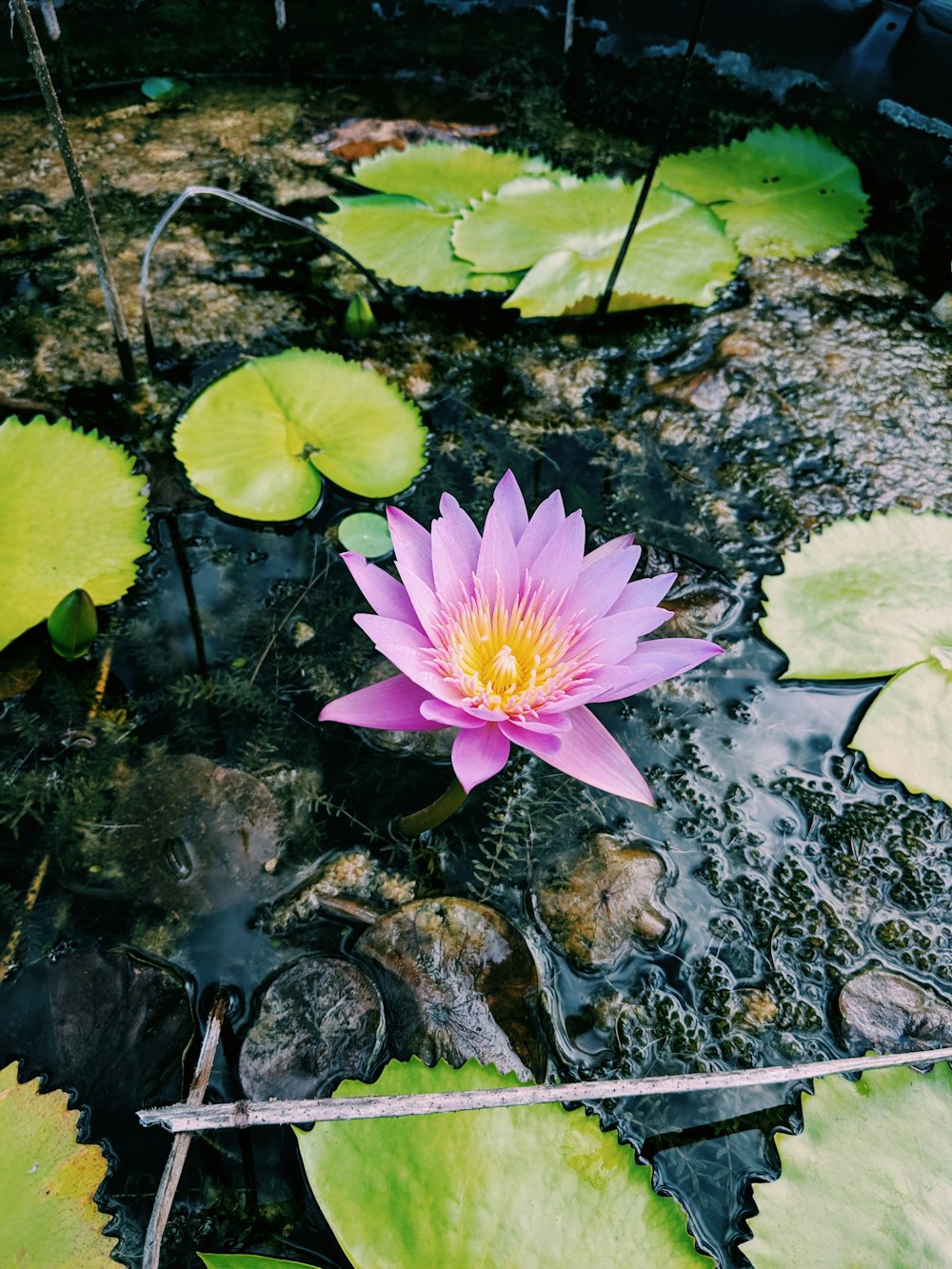 pink lotus flower beside lily pods