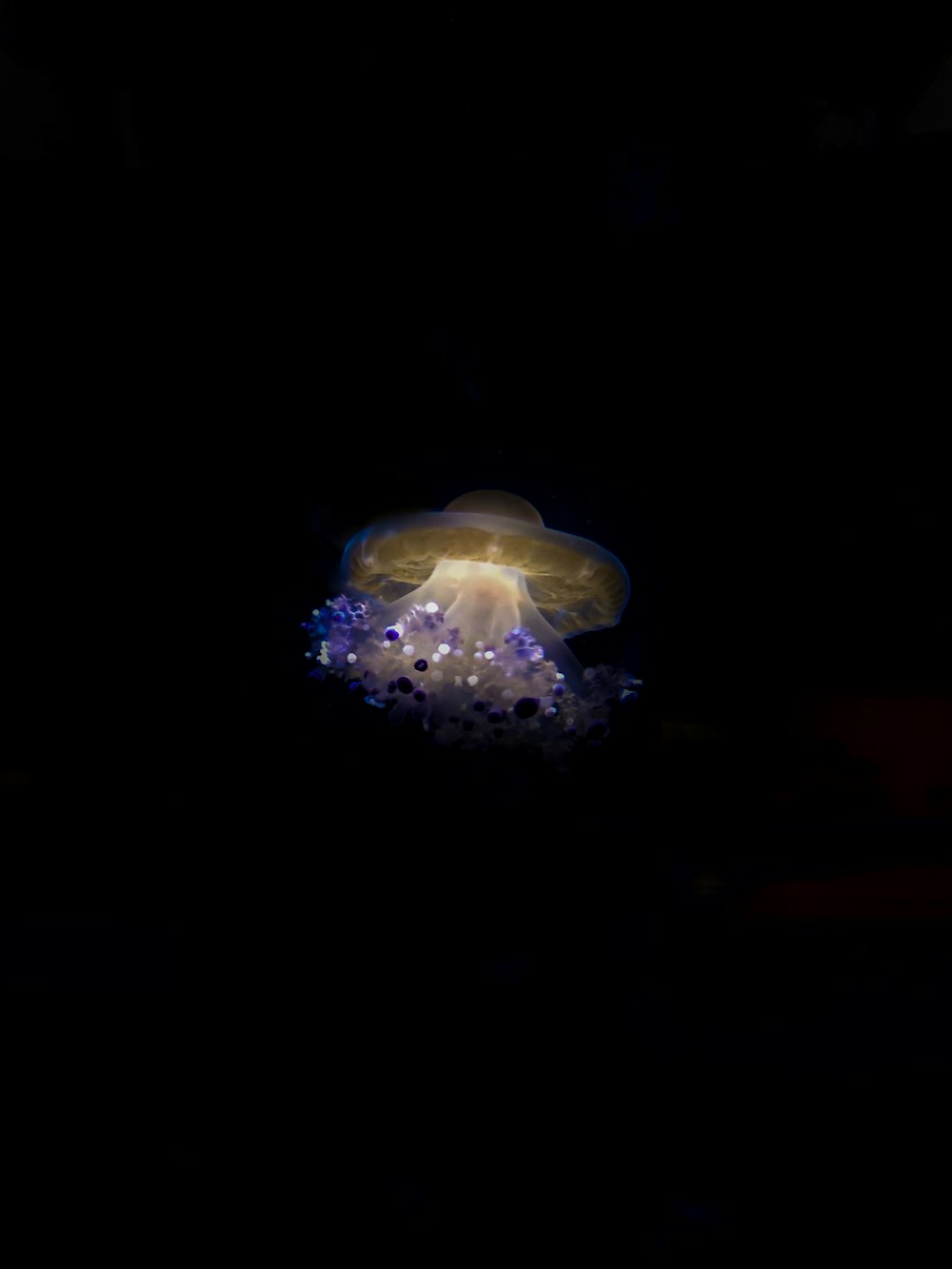 lighted jelly fish