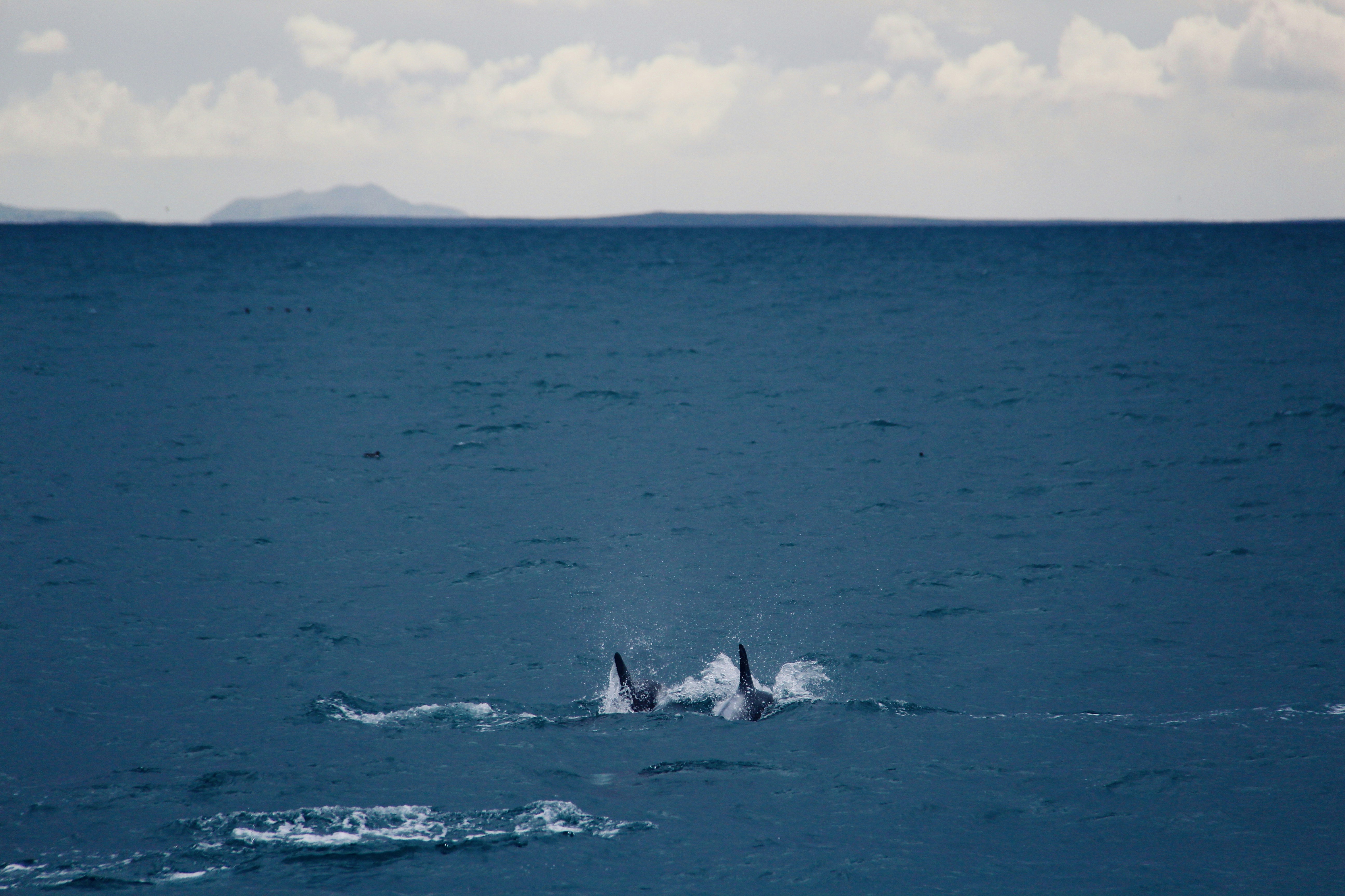 Tourists photographing whales from a small boat in Maui