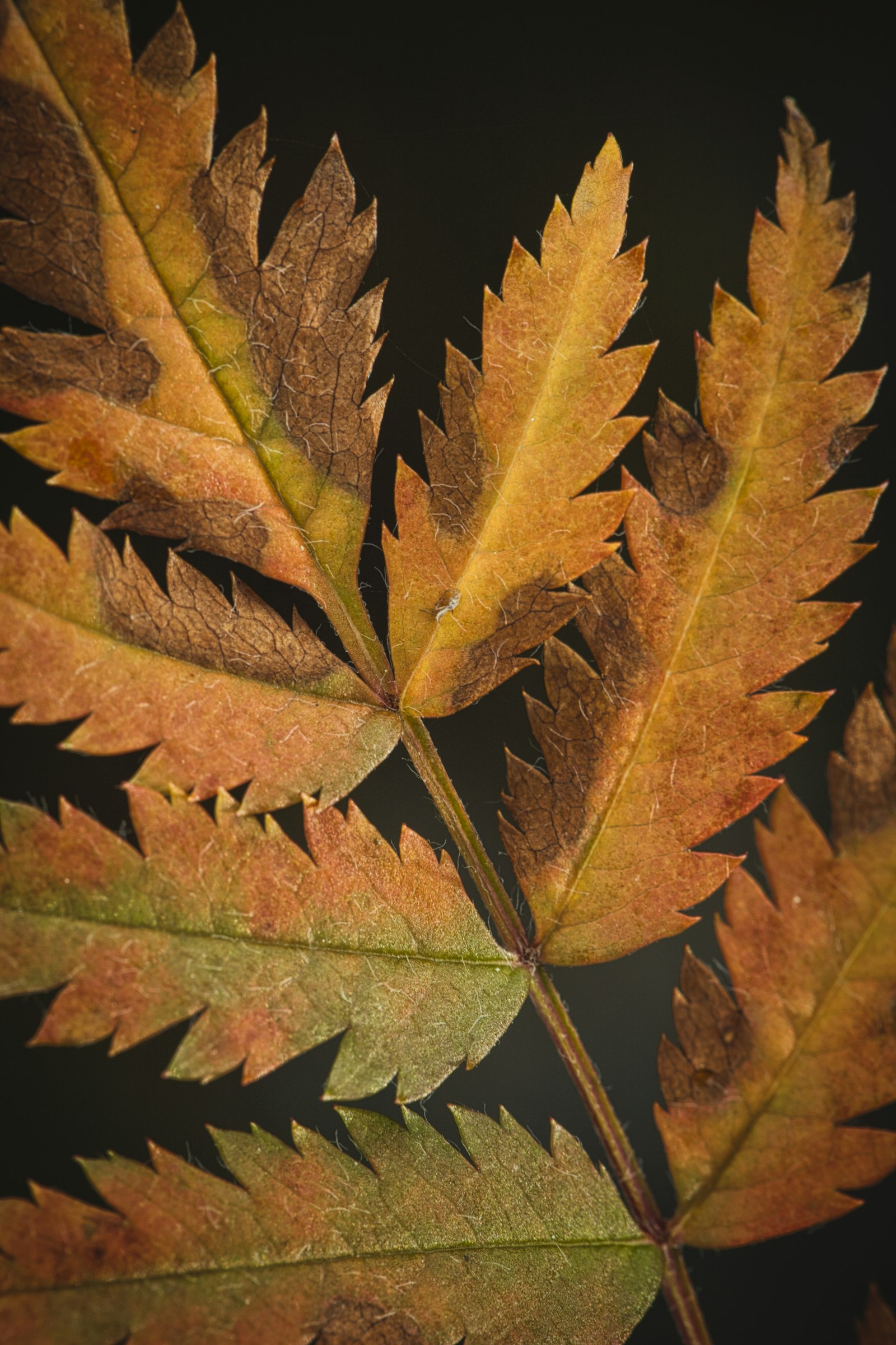 Canon EOS 6D Mark II + Canon EF 100mm F2.8L Macro IS USM sample photo. Brown-leafed plant photography