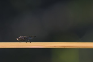 A fly is perched on a thin, horizontal yellow-brown stick against a blurred dark green background. The focus is on the fly's detailed body, wings, and compound eyes.