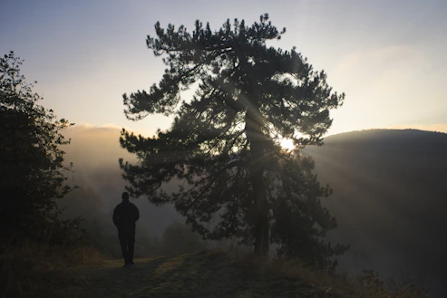 person standing near green leaf tree viewing mountain during sunrise