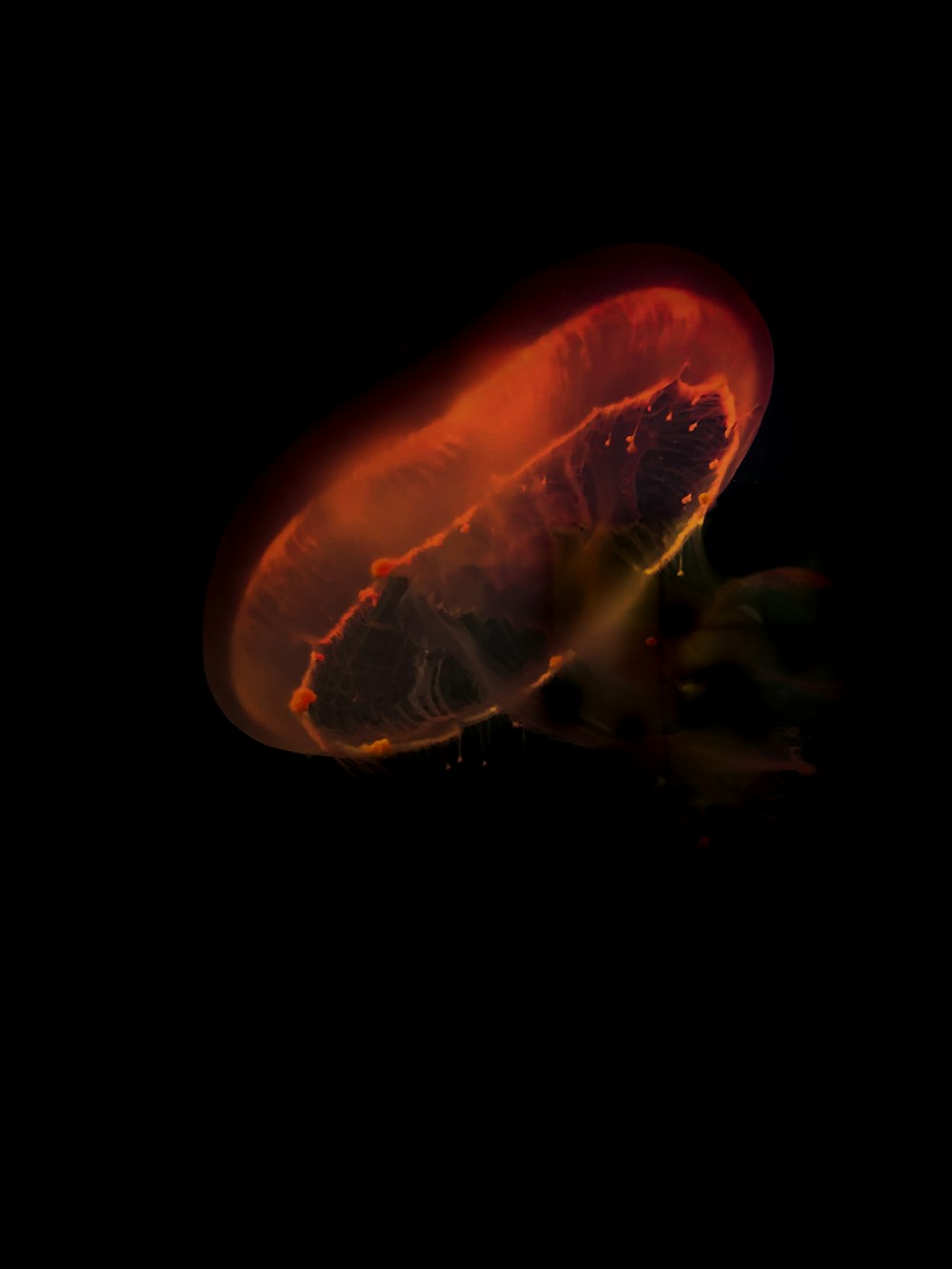 orange jellyfish