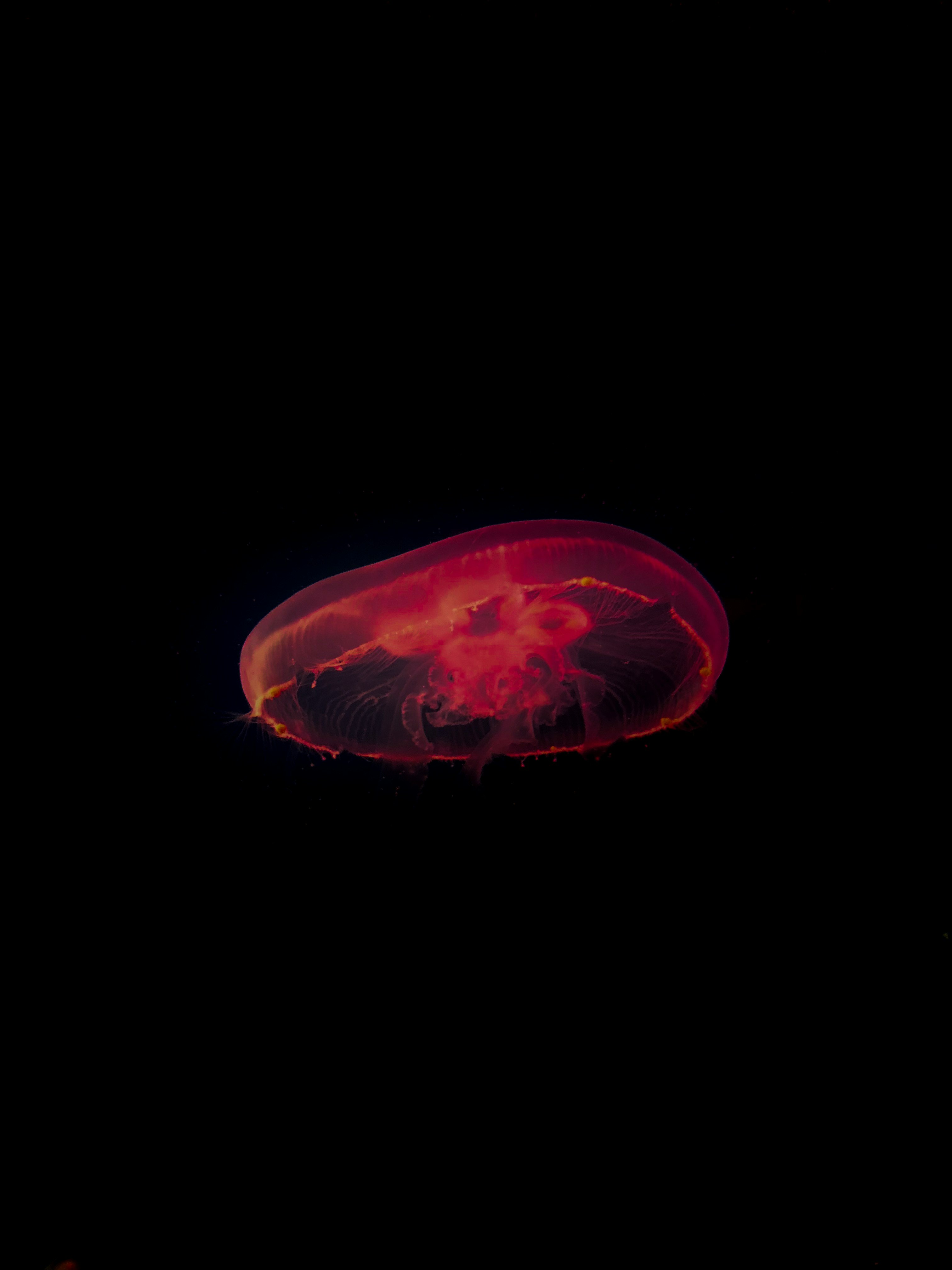 red jelly fish