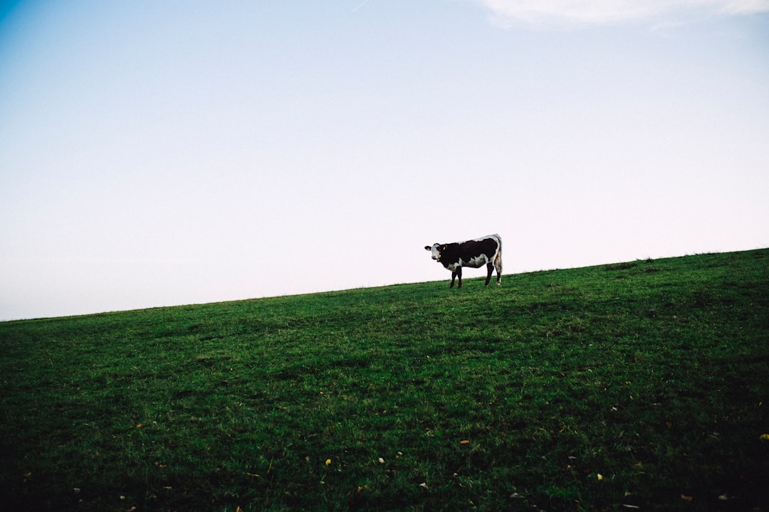 cow on grass field