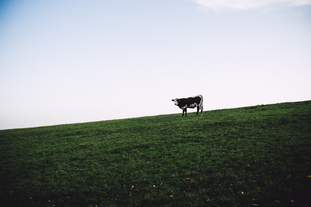 cow on grass field