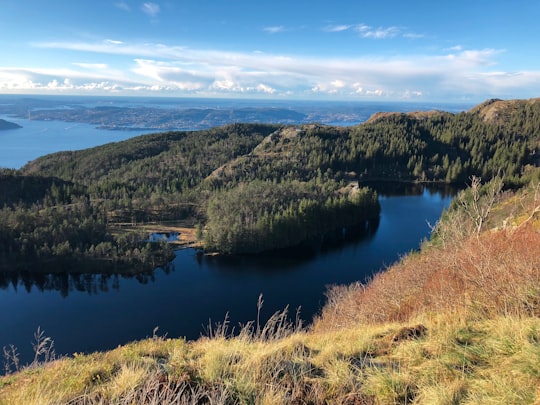 trees near body of water in Bergen Norway