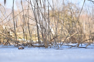 Sparse, tall grass stems rise out of a surface that appears to be frozen, with a blurred background of more plants and muted trees. The scene suggests a cold, winter landscape with clear sky.