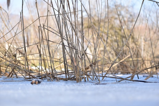 Sparse, tall grass stems rise out of a surface that appears to be frozen, with a blurred background of more plants and muted trees. The scene suggests a cold, winter landscape with clear sky.