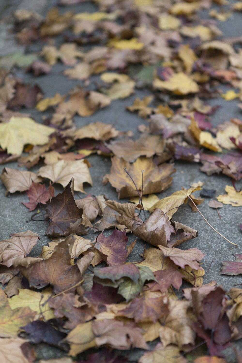 brown maple leaves