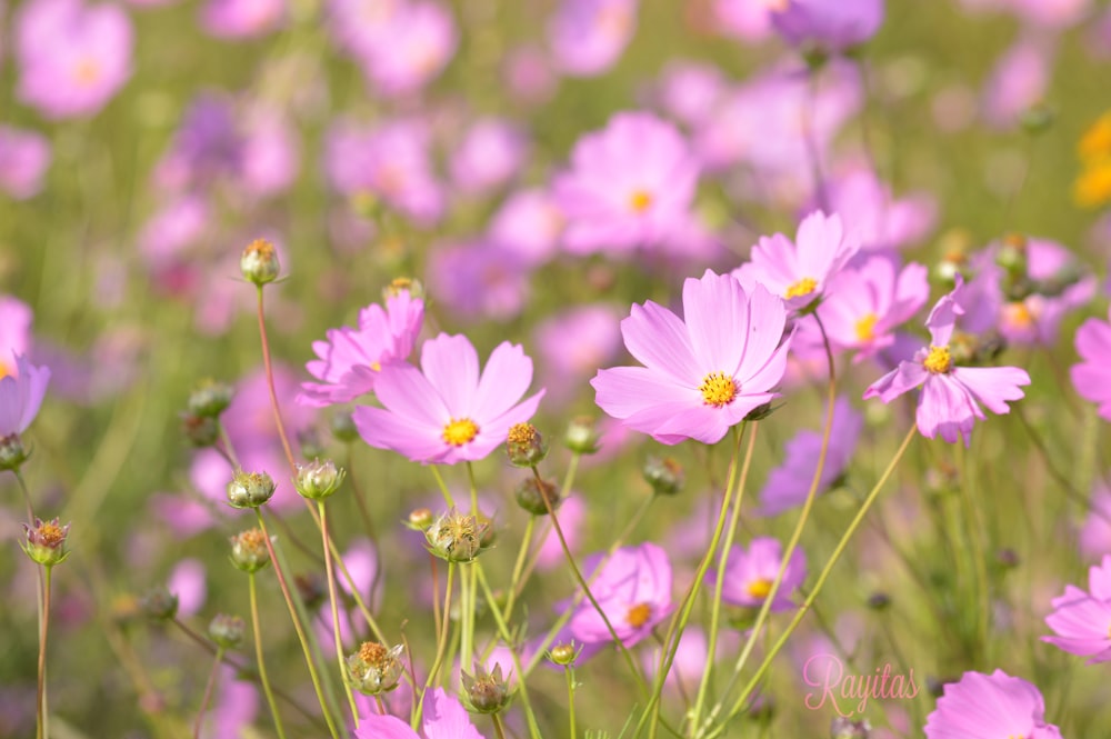 blooming purple cosmos flowers