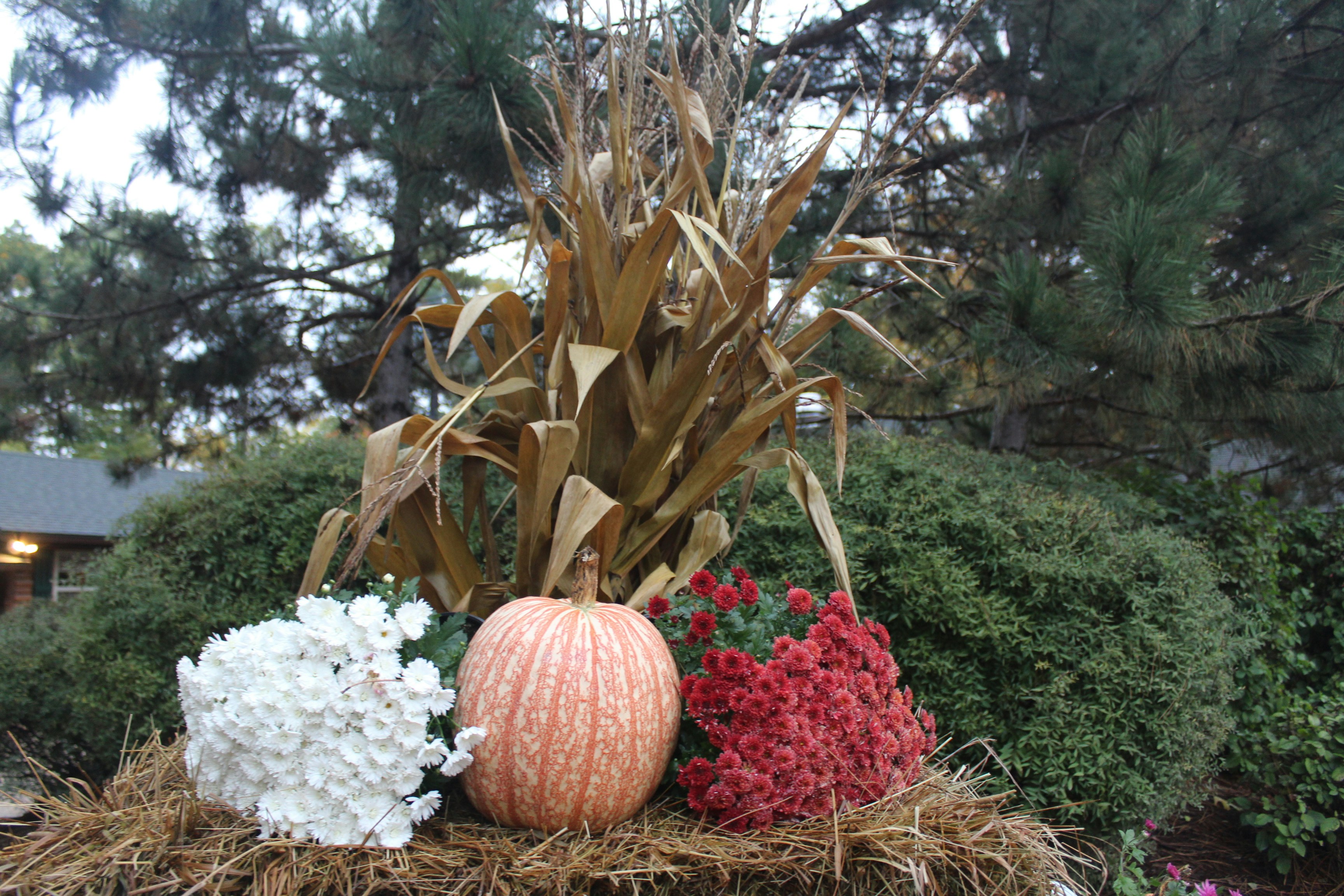 白と赤の花びらの花の間の赤いカボチャの写真 Unsplashで見つける工場の無料写真