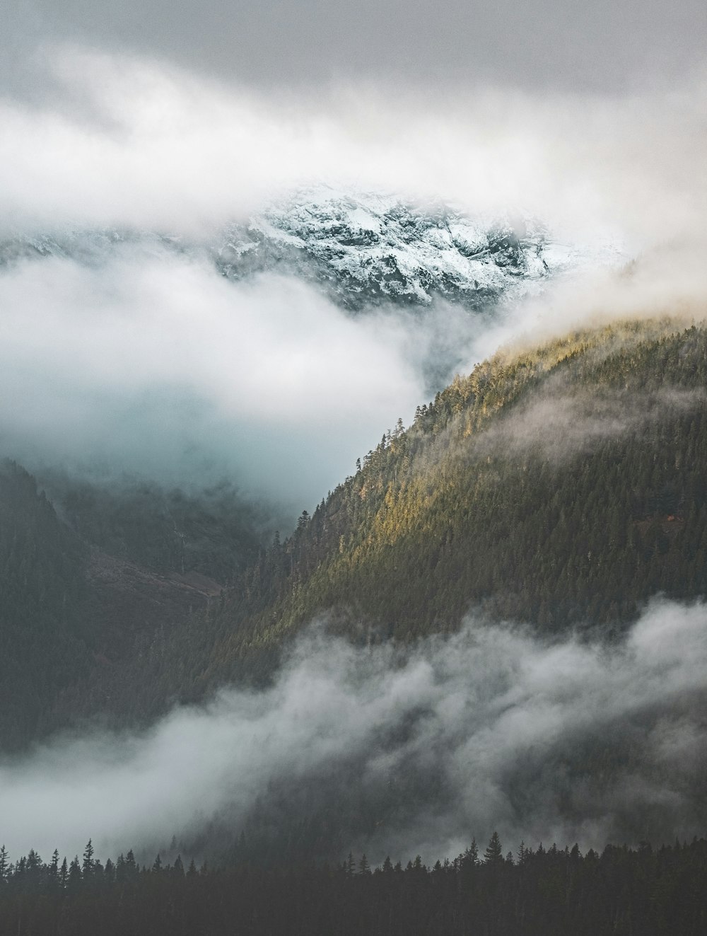 green forest tree on hill during cloudy day