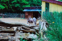 Two donkeys stand behind a pile of large logs and branches in a rustic outdoor setting. They are near a wooden barn with open doors, and lush green forest surrounds the area. A sandy ground stretches across the cleared space in front of the barn.