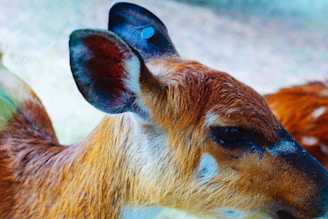 A close-up view of a young deer with reddish-brown fur and dark eyes, standing in a natural setting. Its large ears are prominent, with distinctive white markings near its face.