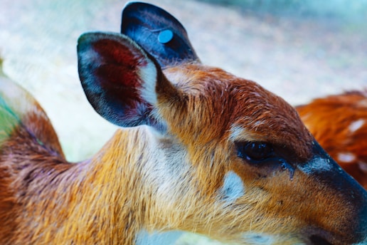 A close-up view of a young deer with reddish-brown fur and dark eyes, standing in a natural setting. Its large ears are prominent, with distinctive white markings near its face.