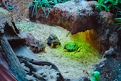 A small group of tortoises is situated in an enclosure with natural elements such as rocks, plants, and straw. The environment appears to mimic a natural habitat with earthy textures and green plants around the enclosure.