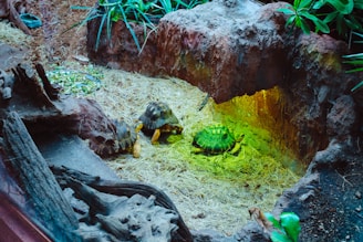 A small group of tortoises is situated in an enclosure with natural elements such as rocks, plants, and straw. The environment appears to mimic a natural habitat with earthy textures and green plants around the enclosure.