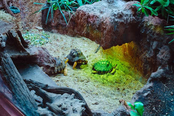 A small group of tortoises is situated in an enclosure with natural elements such as rocks, plants, and straw. The environment appears to mimic a natural habitat with earthy textures and green plants around the enclosure.