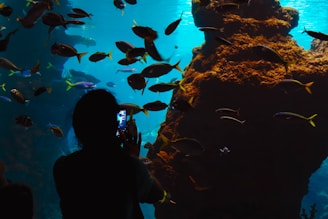 A silhouetted figure is capturing a picture or video with a smartphone in front of a large aquarium. Numerous fish of various species swim in the illuminated blue water, which is accented by the shapes of coral formations.