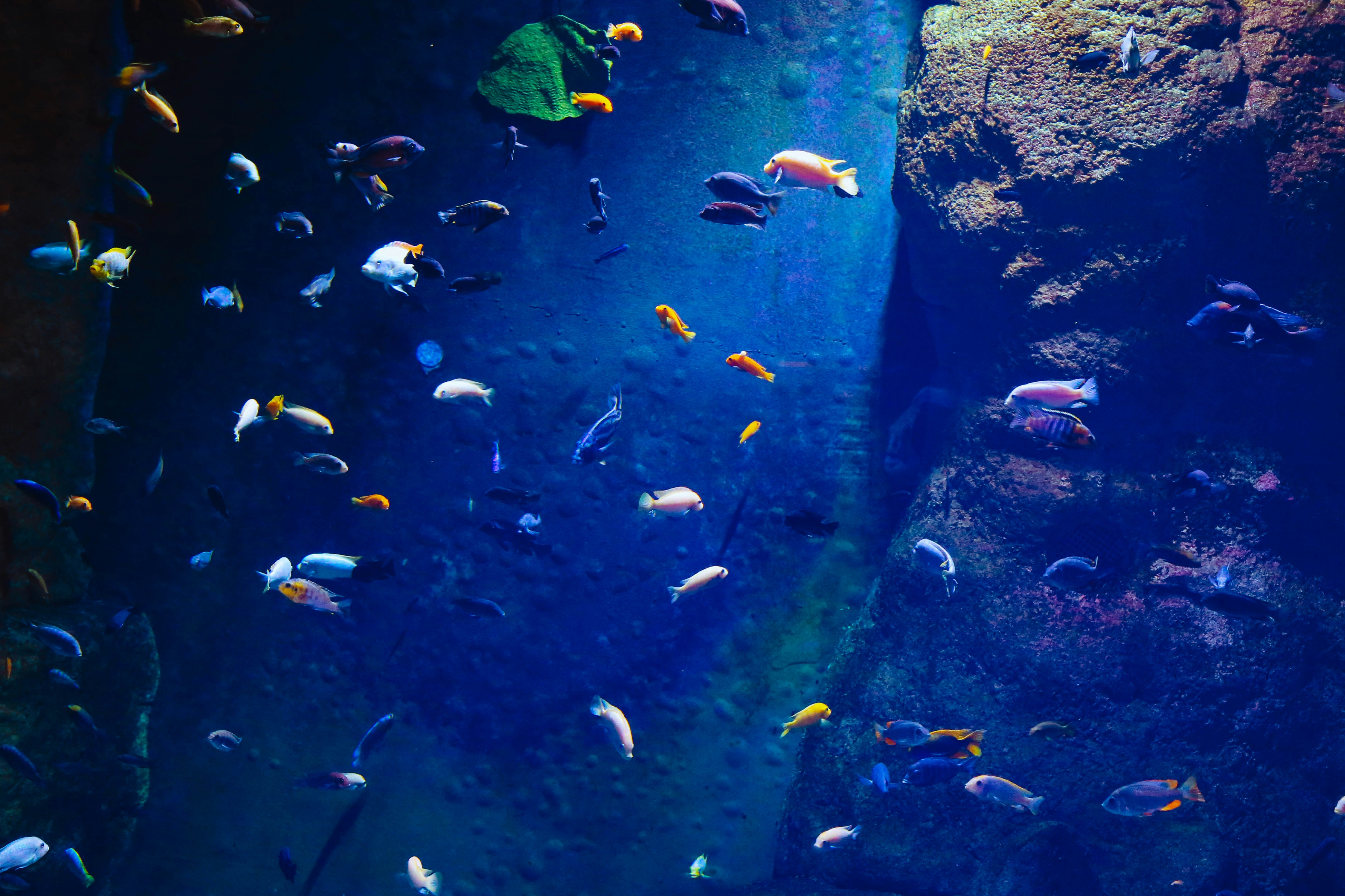 Combien De Poissons Peuvent Vivre Dans Un Aquarium De 50 Litres ?