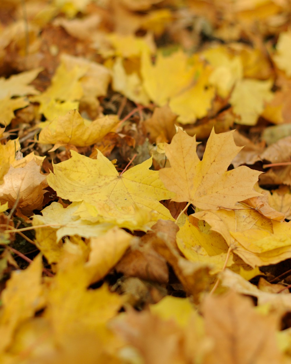 yellow leaves