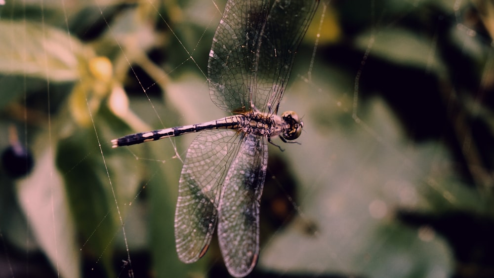 gray and black dragonfly on spider web