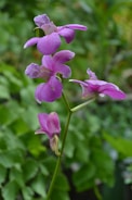 Close-up of a vibrant purple orchid with delicate petals.