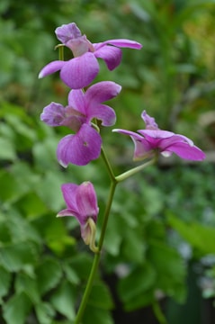 Close-up of a vibrant purple orchid with delicate petals.