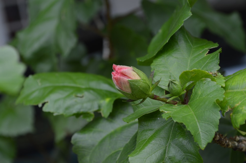 close up photography of pink flower bud