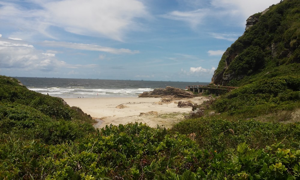 green vegetation near shore during daytime