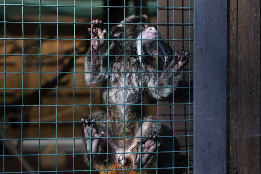black primate inside cage