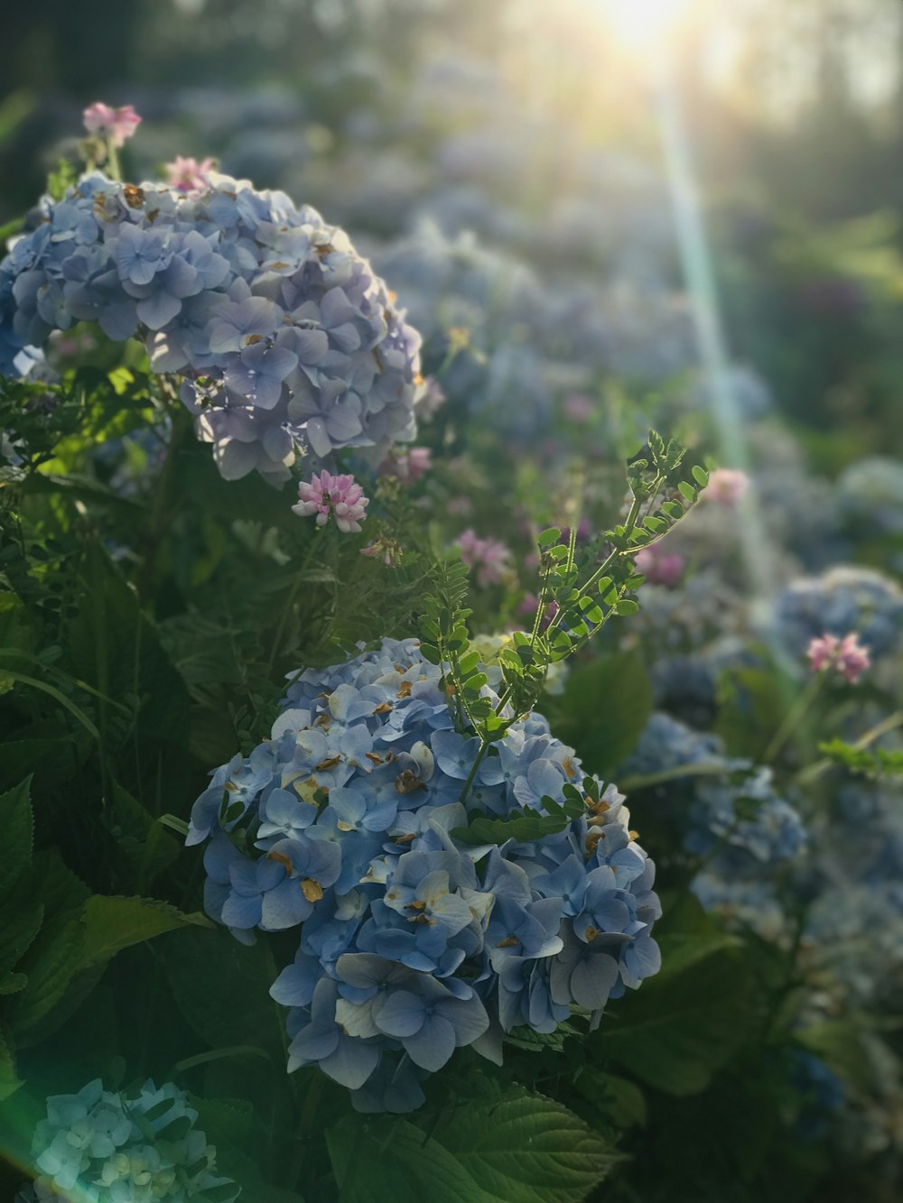 blue flowers