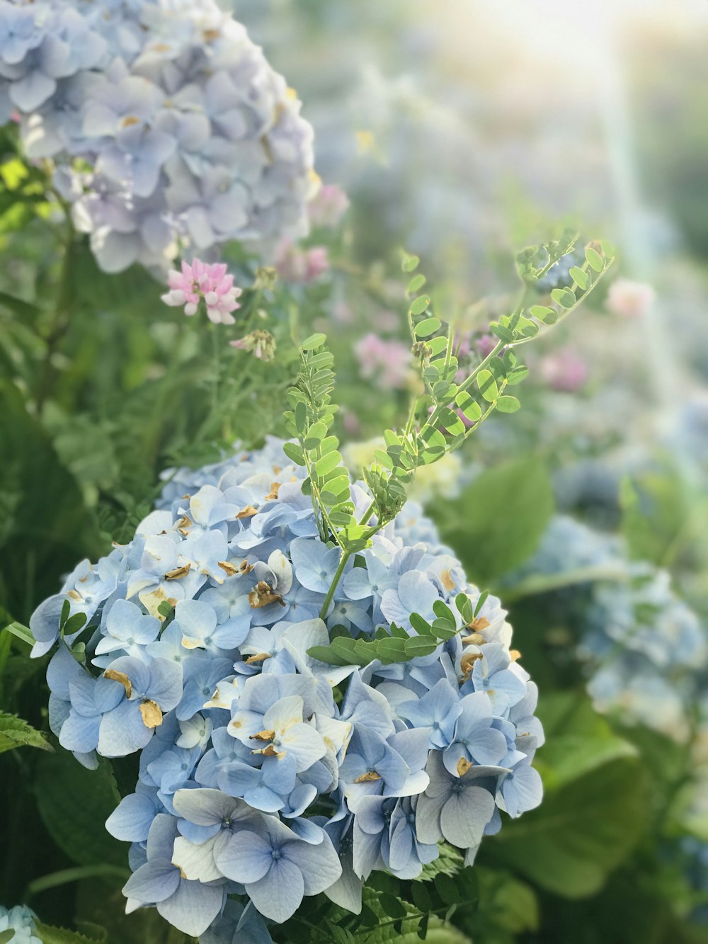 Fotografía macro de hortensias moradas