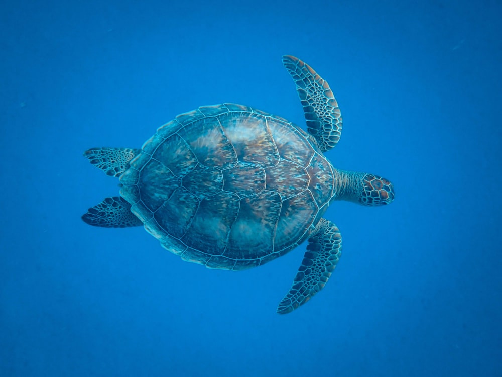 turtle underwater