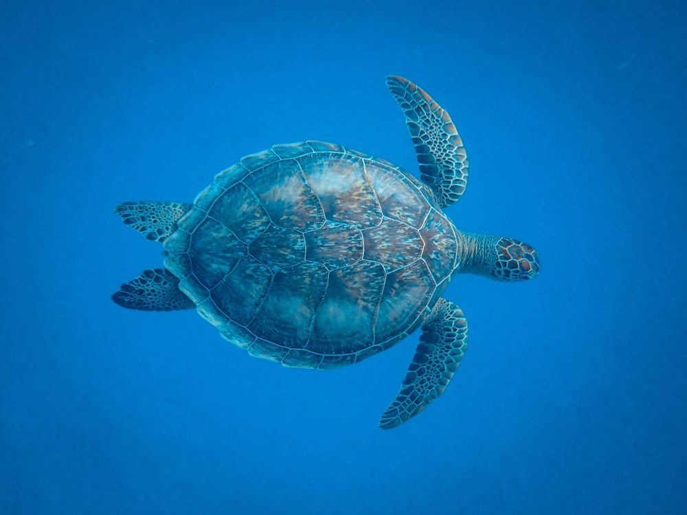 tartaruga debaixo d'água