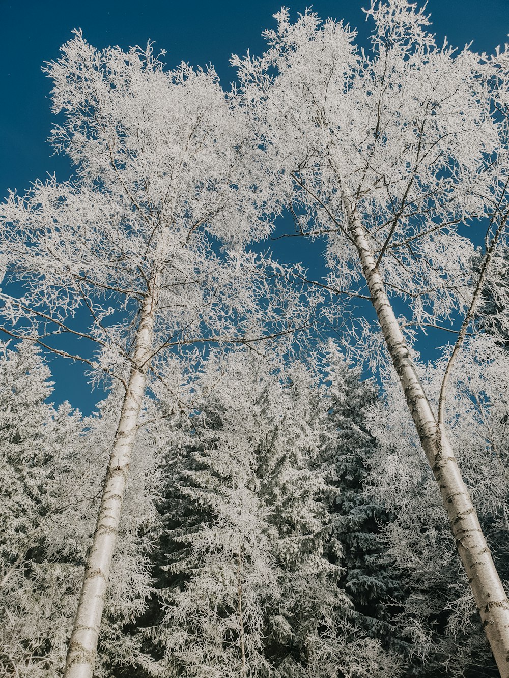 alberi a foglia grigia durante il giorno